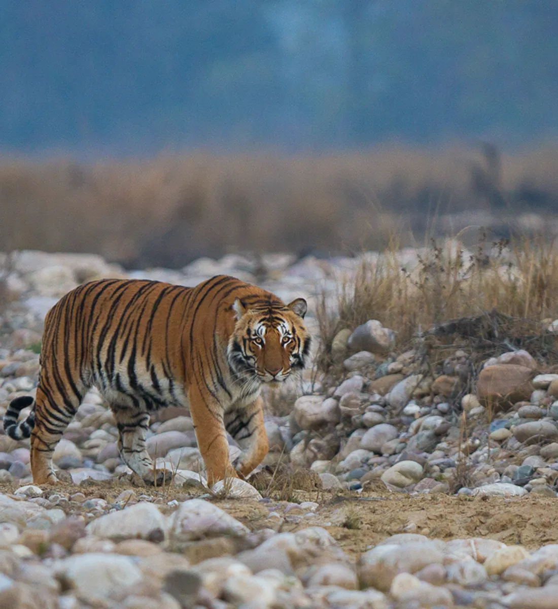 SOEL Premier Jim Corbett